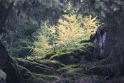 ferns, Montana-Crans Switzerland